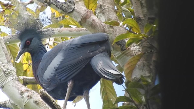 Victoria Crowned-Pigeon - ML201625271