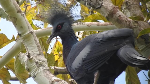 Victoria Crowned-Pigeon - ML201625281