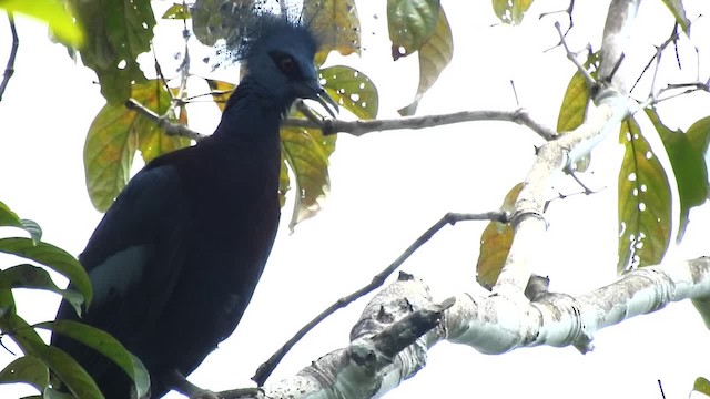 Victoria Crowned-Pigeon - ML201625291