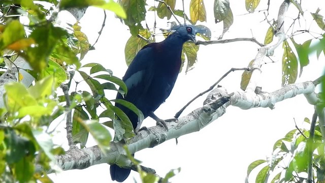 Victoria Crowned-Pigeon - ML201625301