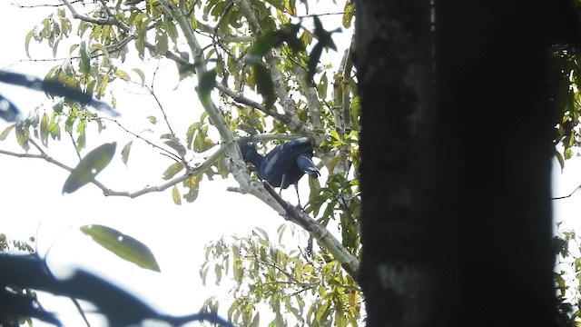 Victoria Crowned-Pigeon - ML201625311