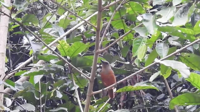 Raja Ampat Pitohui - ML201625381