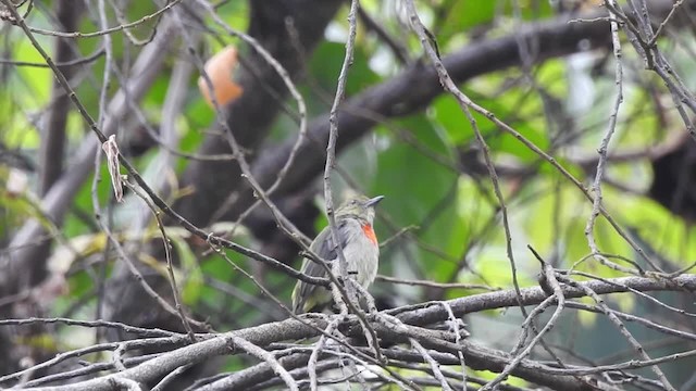 ムネアカハナドリ - ML201625391
