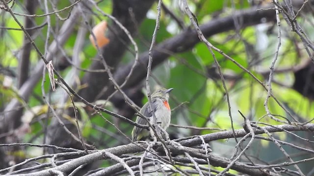 Квіткоїд оливковоголовий - ML201625391