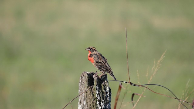 White-browed Meadowlark - ML201625401