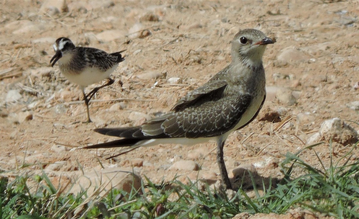 Collared Pratincole - ML20162541