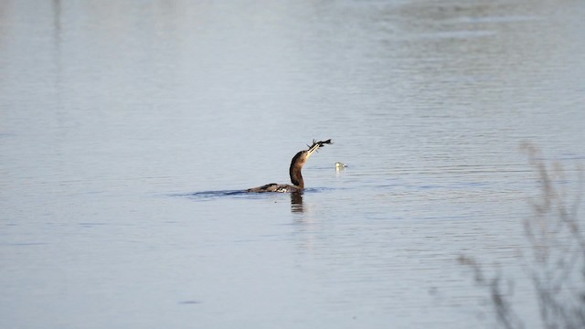 Cormoran vigua - ML201625411