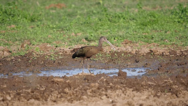 Ibis à face blanche - ML201625421