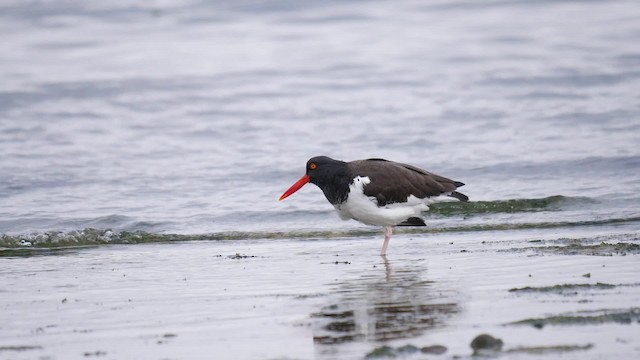 American Oystercatcher - ML201625431