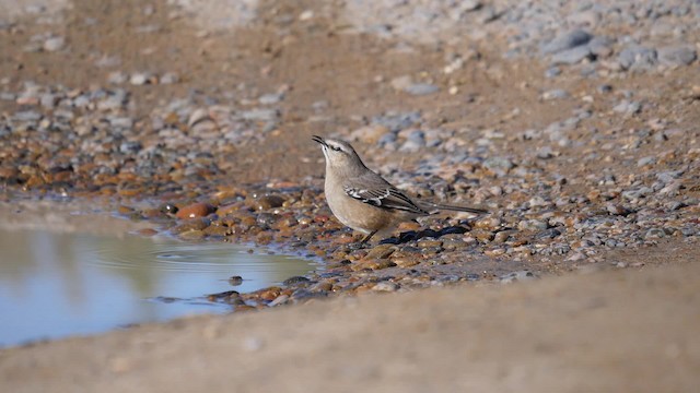 Patagonian Mockingbird - ML201625441