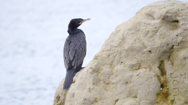 Neotropic Cormorant - ML201625451