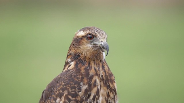 Milan des marais - ML201625481