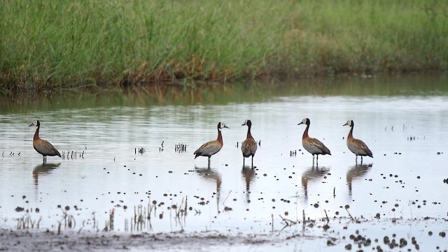 Dendrocygne veuf - ML201625491