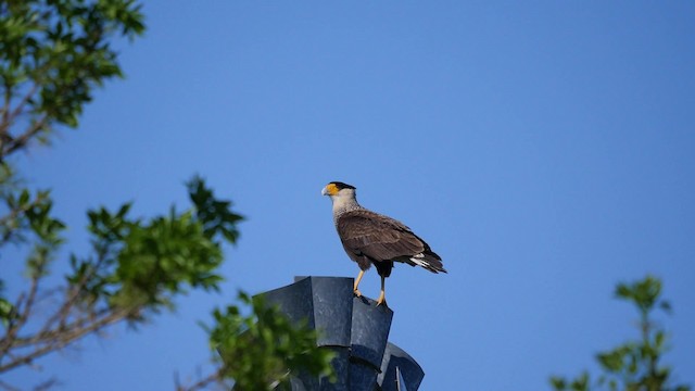 Caracara huppé (plancus) - ML201625501