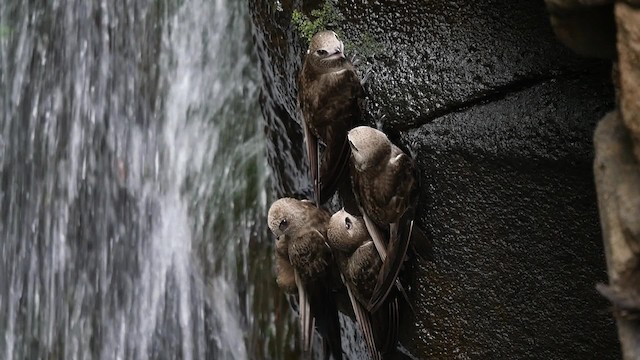 Great Dusky Swift - ML201625521