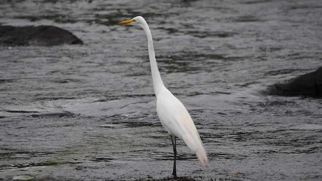Grande Aigrette (egretta) - ML201625531