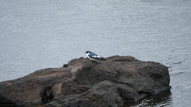 White-winged Swallow - ML201625541