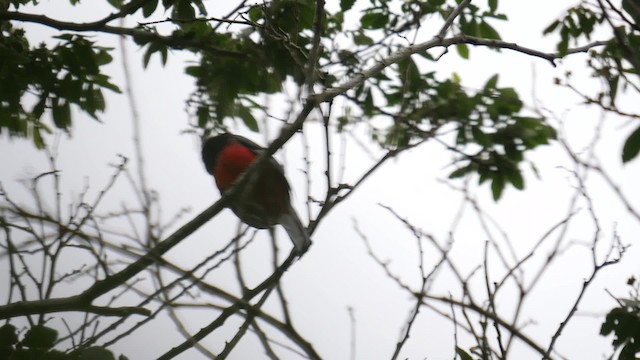 Trogon surucua (surrucura) - ML201625551