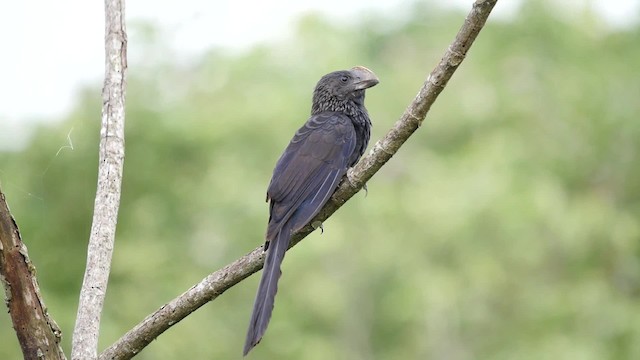 Smooth-billed Ani - ML201625561