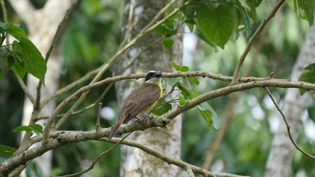 båtnebbtyrann (pitangua) - ML201625581