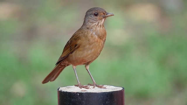 Pale-breasted Thrush - ML201625601