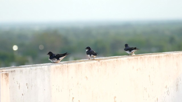 Hirondelle chalybée - ML201625611