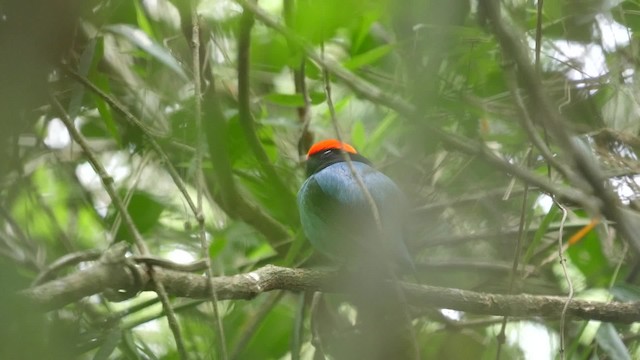 Manakin à longue queue - ML201625621