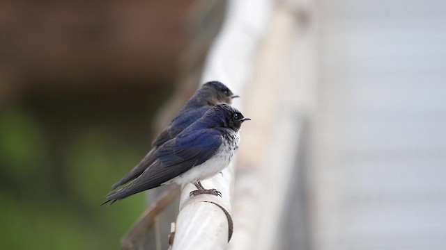 Hirondelle chalybée - ML201625631