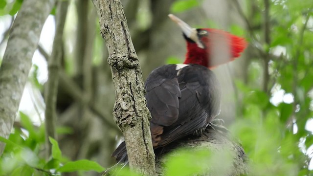 アカエリエボシゲラ - ML201625641