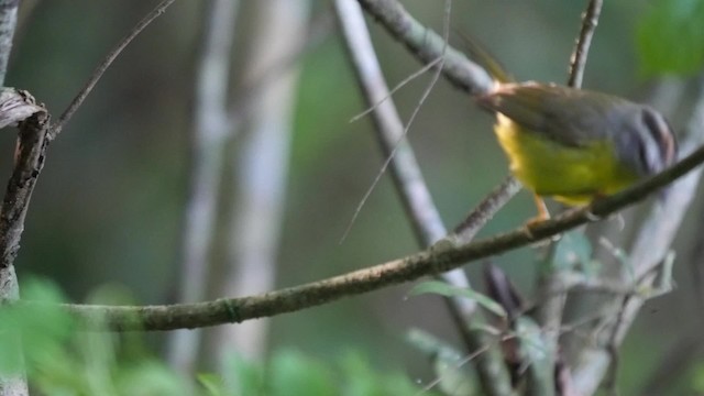 Paruline à couronne dorée (groupe auricapilla) - ML201625651