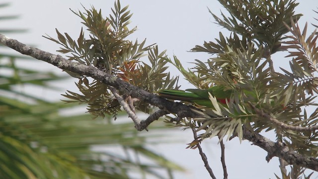 Red-winged Parrot - ML201625671