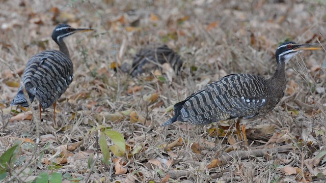 Sunbittern - ML201625681