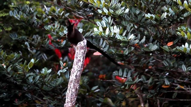 Brown Sicklebill - ML201625741