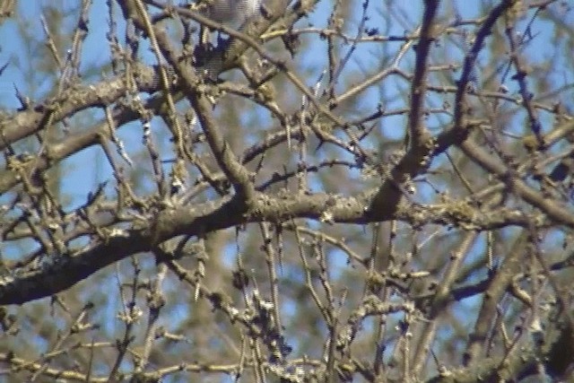 Masked Gnatcatcher - ML201625851