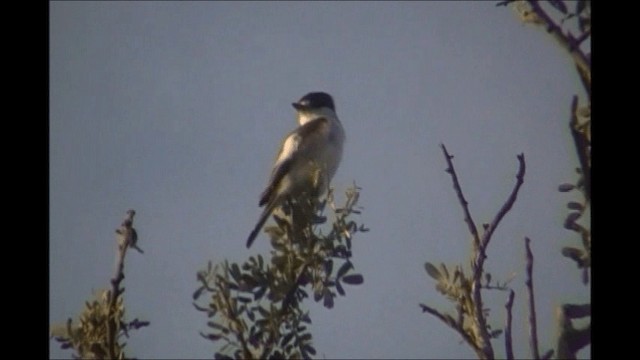 White-naped Xenopsaris - ML201625891