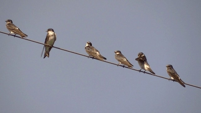 White-rumped Swallow - ML201625911