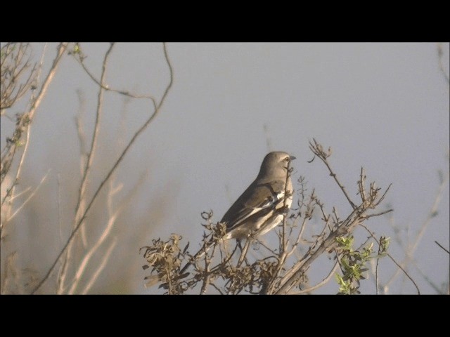 White-banded Mockingbird - ML201626041