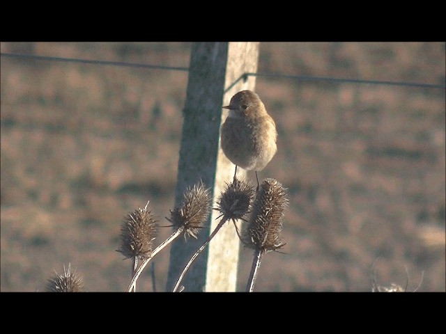 セアカタイランチョウ - ML201626051