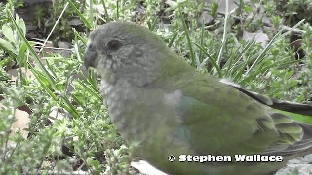 Red-rumped Parrot - ML201626091