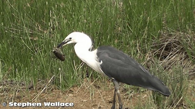 Garza Cuelliblanca - ML201626101