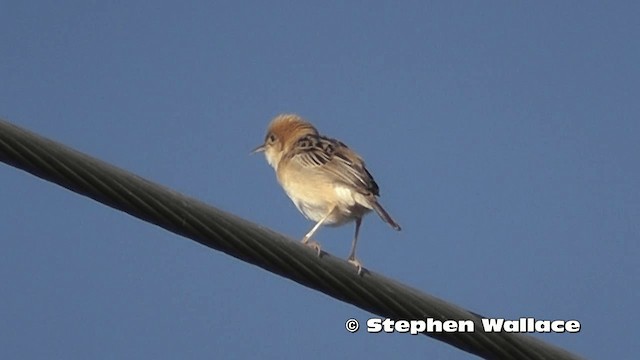 Golden-headed Cisticola - ML201626111