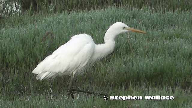 Plumed Egret - ML201626121