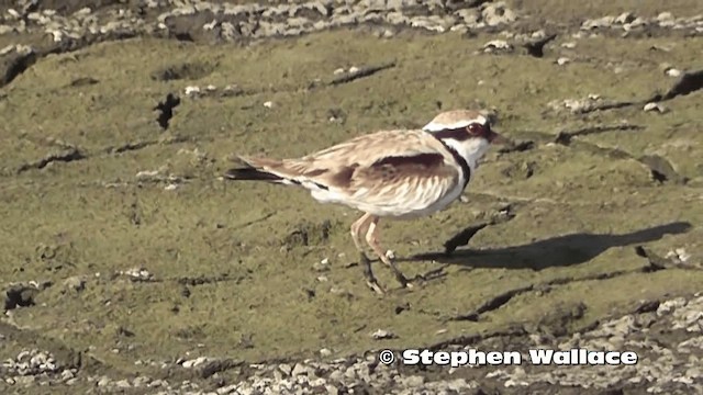 Black-fronted Dotterel - ML201626131