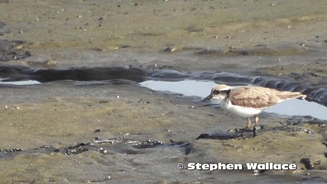 Black-fronted Dotterel - ML201626141