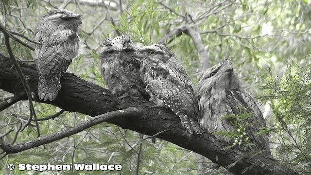 Tawny Frogmouth - ML201626161