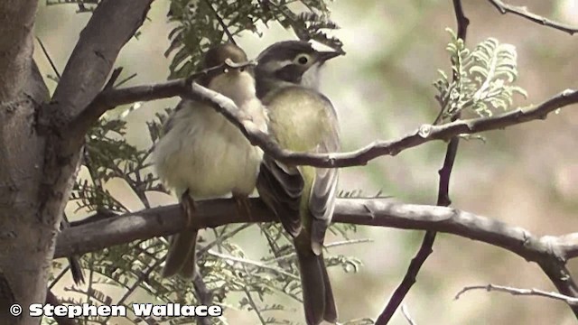 Brown-headed Honeyeater - ML201626171