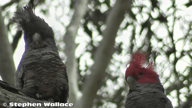 Gang-gang Cockatoo - ML201626211