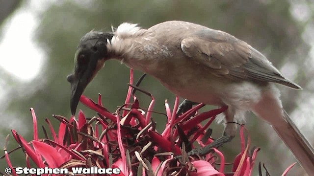 Noisy Friarbird - ML201626231