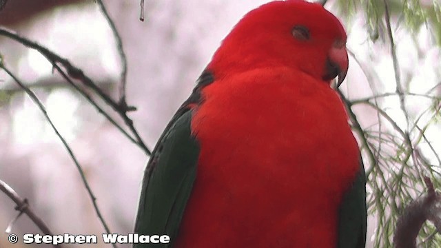 Australian King-Parrot - ML201626251