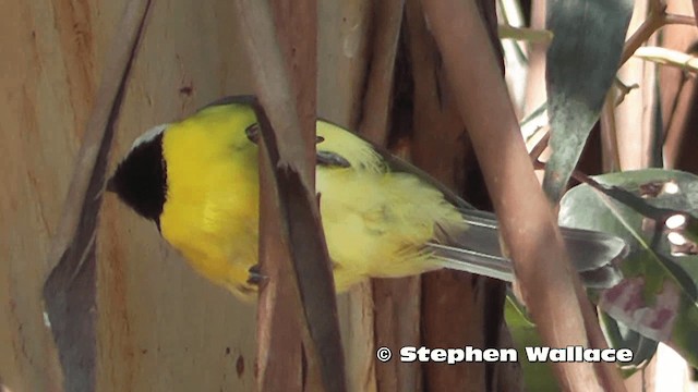 Eastern Shrike-tit - ML201626281